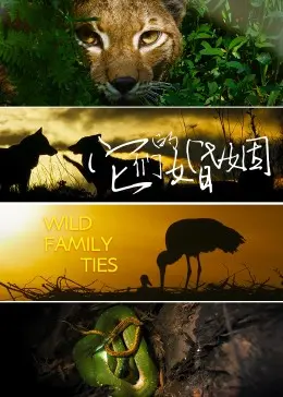 《它们的婚姻》：当爱情遭遇背叛，婚姻走向何方？深度剖析情感真相